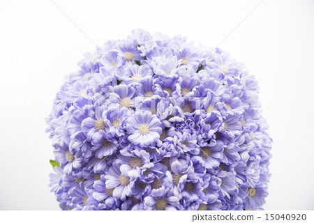 瓜葉菊 15040920