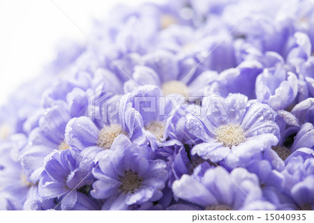 Cineraria 15040935
