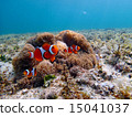 小丑anemonefish 15041037