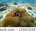 小丑anemonefish 15041038