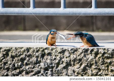 Kingfisher's courtship 15041101