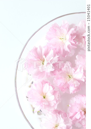 Double cherry blossoms 15041401