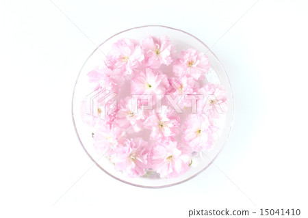 Double cherry blossoms 15041410