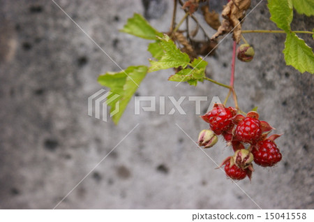 一個草莓 一個草莓 15041558