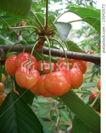 Cherry 15042073