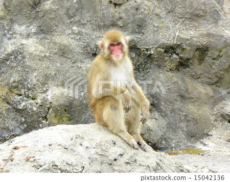 Monkey in the camera's eyes 15042136
