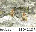 A child of a monkey 15042137