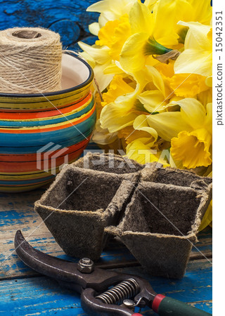 bouquet of blooming April daffodils 15042351