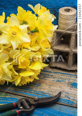 bouquet of blooming April daffodils bouquet of blooming April daffodils 15042357