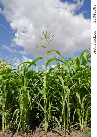 beautiful green maize field beautiful green maize field 15042363