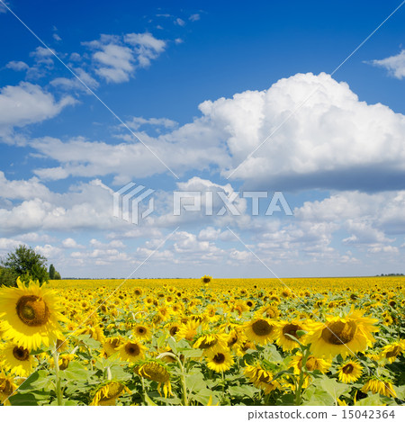 sunflower field under cloudy sky sunflower field under cloudy sky 15042364