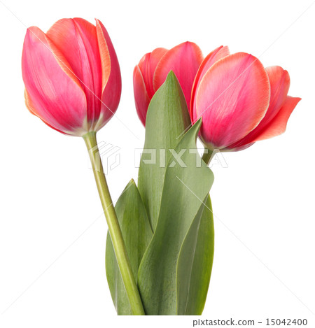 Tulips Tulips 15042400
