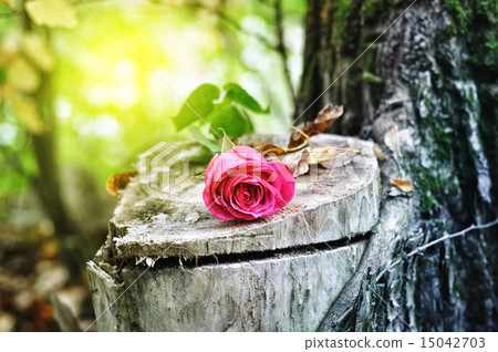 rose flower on a tree stump rose flower on a tree stump 15042703