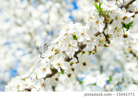 branch with white blossom branch with white blossom 15042771