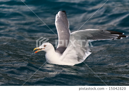 seagull on water 15042820