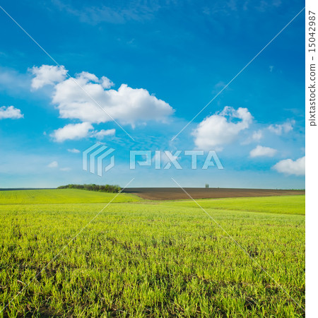 agricultural green field agricultural green field 15042987