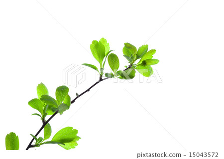 Green Branch Green Branch 15043572