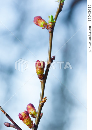Sping Green Branch Sping Green Branch 15043612