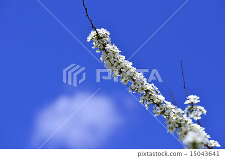 Yukiyanagi(Yukiyanagi) Yukiyanagi(Yukiyanagi) 15043641