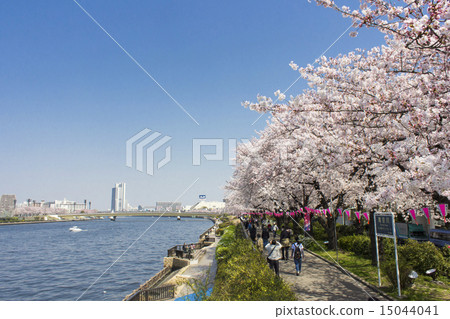 在隅田公園的櫻花 15044041