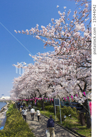 Cherry blossoms at Sumida Park Cherry blossoms at Sumida Park 15044042