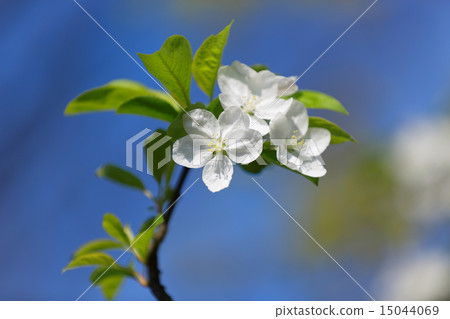 Arakawa amusement park white color flower blue sky 15044069