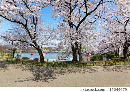 在上野公園的Shinobazu池塘盛開的櫻花樹 15044079