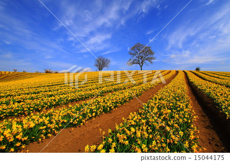  Flower garden 15044175