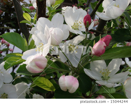 盆景蜘蛛飛行花 15044244