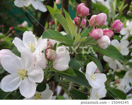 盆景蜘蛛飛行花 15044245