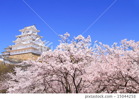April Hyogo save and repair work completed Himeji Castle co-ordination Tenshi group and cherry blossoms 15044258
