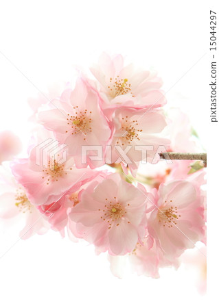 Yaigaku Higan 15044297