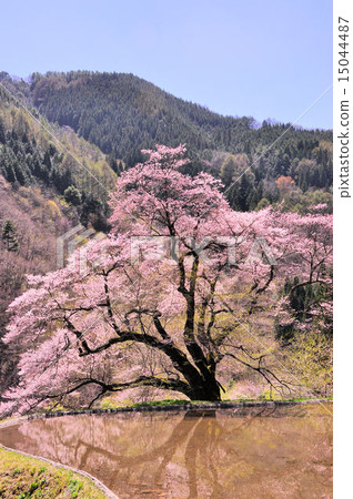 Achi village in Nagano Prefecture Cherry blossoms in Tsunagi 15044487