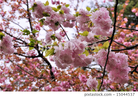 Yaeba red tiger tail 15044537