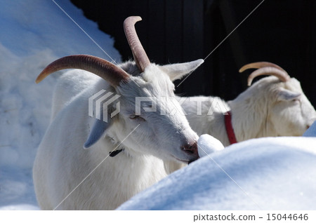 Goat in the snow 15044646