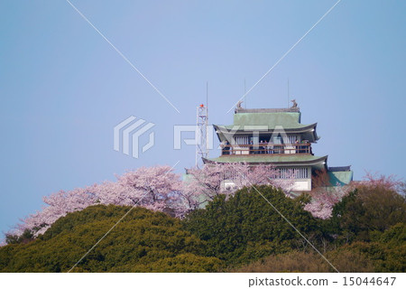 Komaki castle and cherry blossom view 15044647
