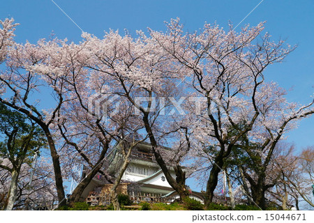Komaki castle and cherry blossoms 15044671