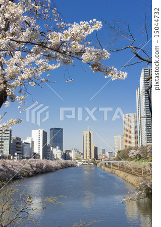 Cherry blossoms at the moat 15044732
