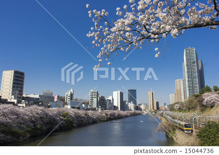 Cherry blossoms at the moat 15044736