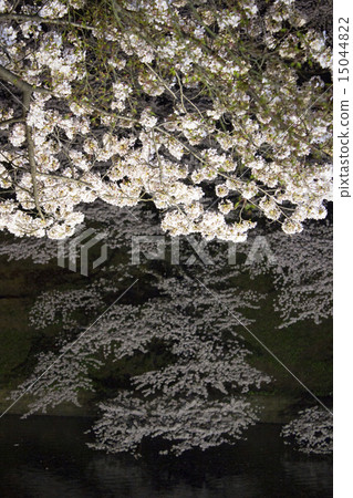 Cherry blossoms at Chidorigafuchi at evening 15044822