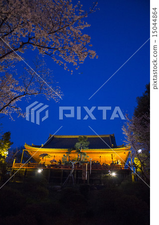 Ueno Park's evening cherry tree Ueno Park's evening cherry tree 15044864