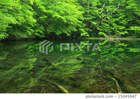 Summer Moon Numaginumaumunuma 15045047