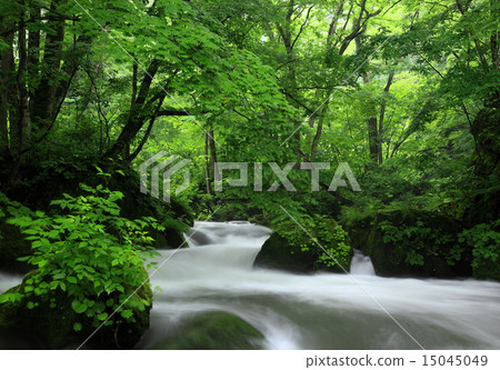 Oirase stream of summer Ashura's flow 15045049