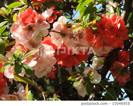 The beauty of the flowers of kiwa is exceptional, red, white and pink are mixed and very beautiful. The beauty of the flowers of kiwa is exceptional, red, white and pink are mixed and very beautiful. 15046958