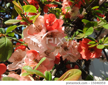 The beauty of the flowers of kiwa is exceptional, red, white and pink are mixed and very beautiful. The beauty of the flowers of kiwa is exceptional, red, white and pink are mixed and very beautiful. 15046959