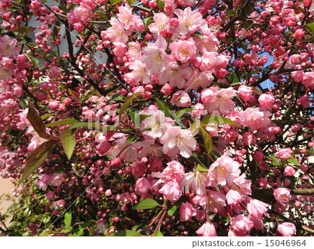 Hanakado flowers boasting a magical beauty, as compared to Yang Qin-young. 15046964