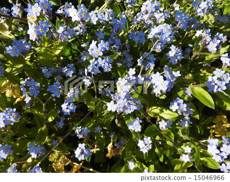 與菅野佑一的歌一起留在我心中的健忘之花。 15046966