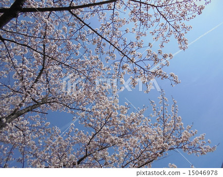 Cherry Blossoms Cherry Blossoms 15046978