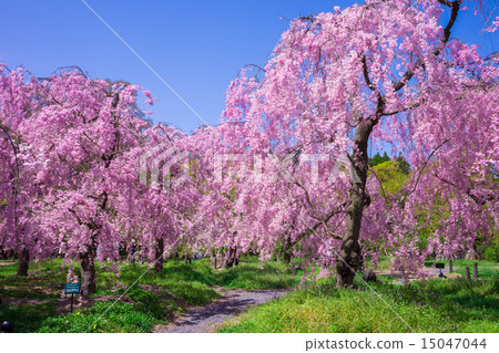 Weeping cherry blossoms at the Kyoto Prefectural Botanical Garden Weeping cherry blossoms at the Kyoto Prefectural Botanical Garden 15047044