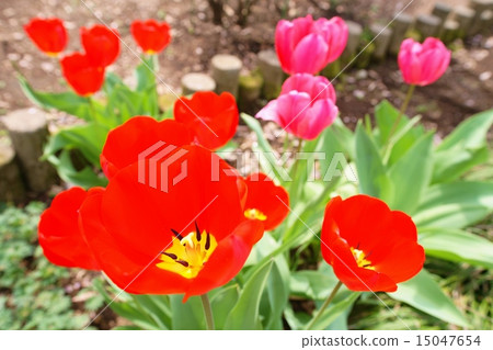 Tulip Tulip 15047654